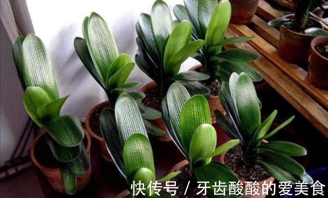 10大健康花,建议养一盆,不但能吸废气制氧气,还好养贵气