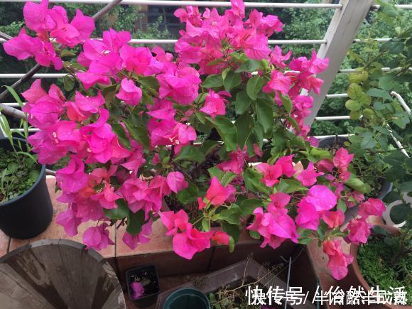 三角梅这些品种最勤花,一年四季开不停,花多得不见叶!