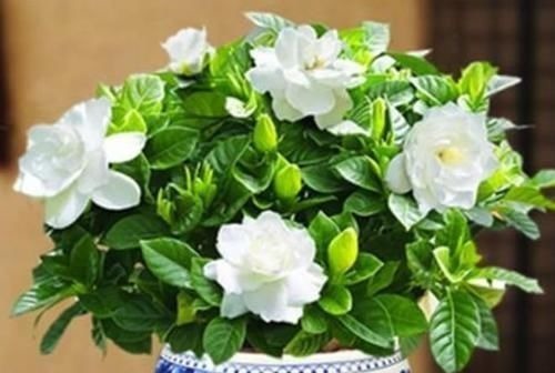 聪明人都养4种花,好养又漂亮,一开就是300多天!