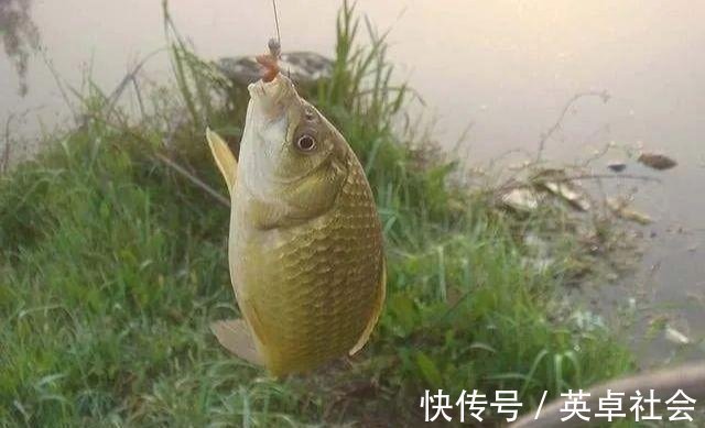 技巧|钓鱼高手不会告诉你的诱饵与技巧,小鱼不闹窝,大鱼全上钩!