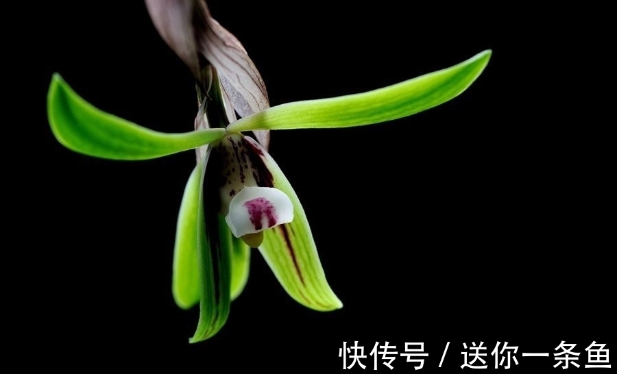 兰花|七言绝句◆空谷幽兰