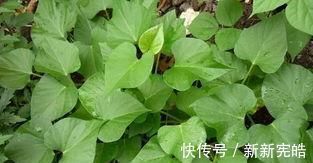 毒素|若想癌症不来扰,6物坚持每天吃,清除体内毒素,增强免疫力