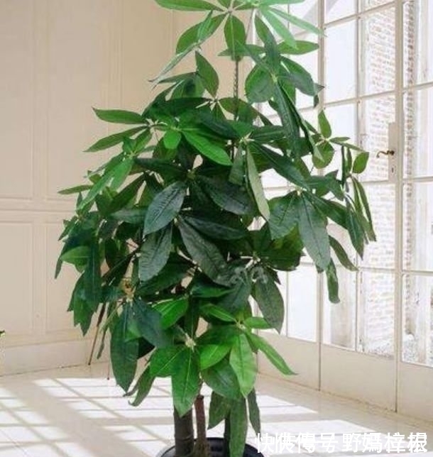 现在就养3种花,好养招财又旺人,人旺事业顺,财源滚滚