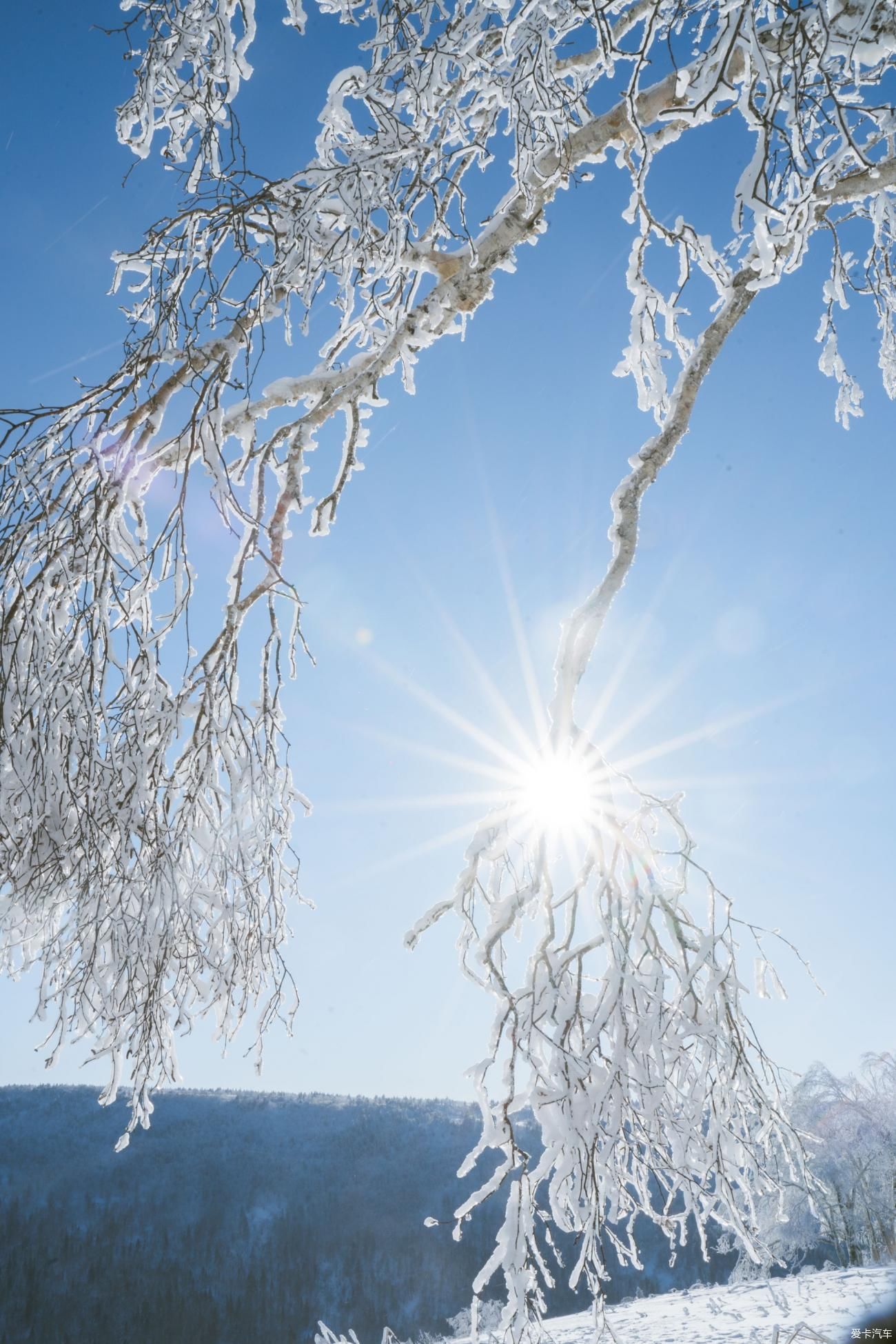 老年|在寂静雪原 遇见雪花真实的形状