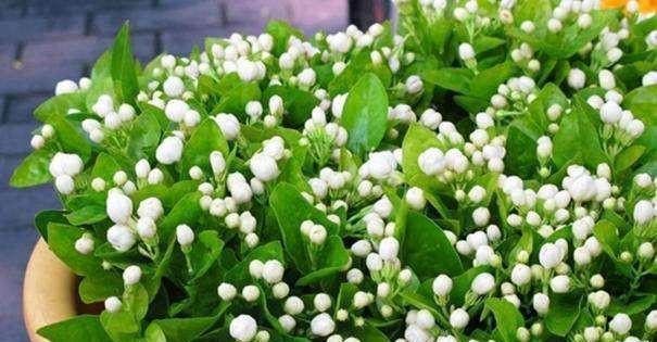 摘心时1个方法,让月季,矮牵牛,茉莉植株壮,花开爆盆不是梦