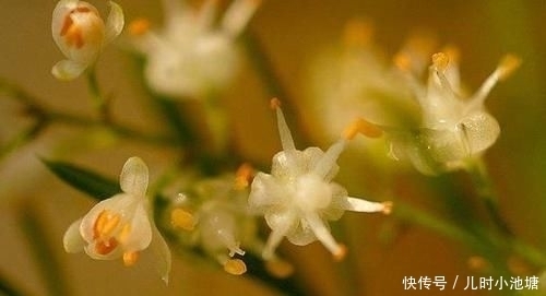 润燥|此物养生可润燥止咳,李时珍说它能“补五脏、调六腑、令人无病”