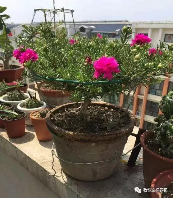 1个小窍门，普通的太阳花也能养成万元盆景老桩，邻居纷纷来学！