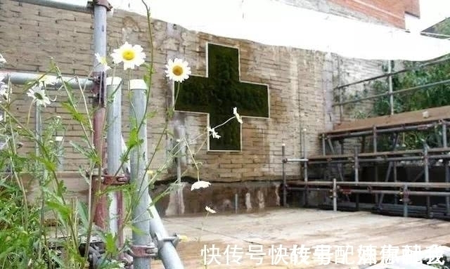 啤酒!他用酸奶、啤酒、苔藓把动物养在墙上,14天后的画面让人惊讶