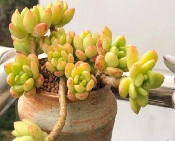 新手养花,入手这“3种”多肉,好看又易活,一年四季爆盆不断