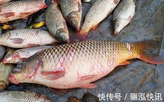 含“寄生虫”最多的3种鱼，没营养还难吃，鱼贩子宁愿丢掉也不吃