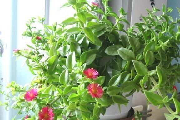 凌霄花|家里再小，3种“吊盆花”也要养，花芽一钻上百朵，花开成“帘”