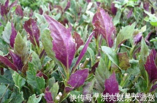 月经|对女人很好的4种野菜,护肤养颜,月经也正常,早吃早好