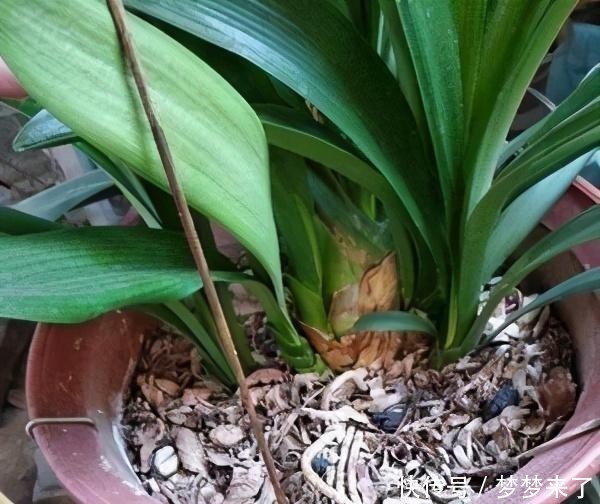 花箭|君子兰一个花箭“孤零零”?搞个小破坏,挤出壮观的“大群兰”