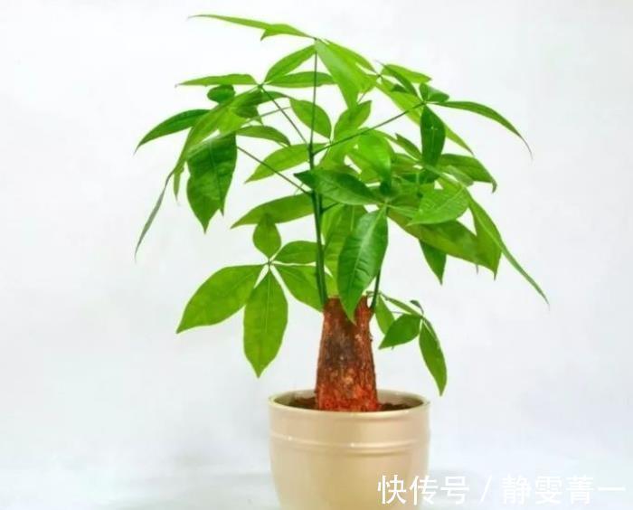 旺财|“懂花人”给客厅养四种花，美观大气，净化空气有“旺财”的寓意
