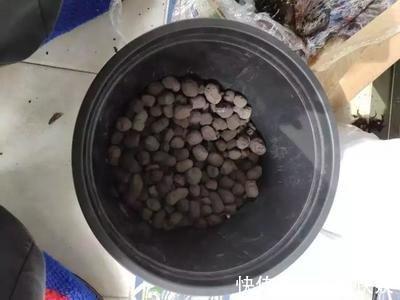 养花“养根”很重要，5个小妙招，白根粗壮，半年撑爆盆！