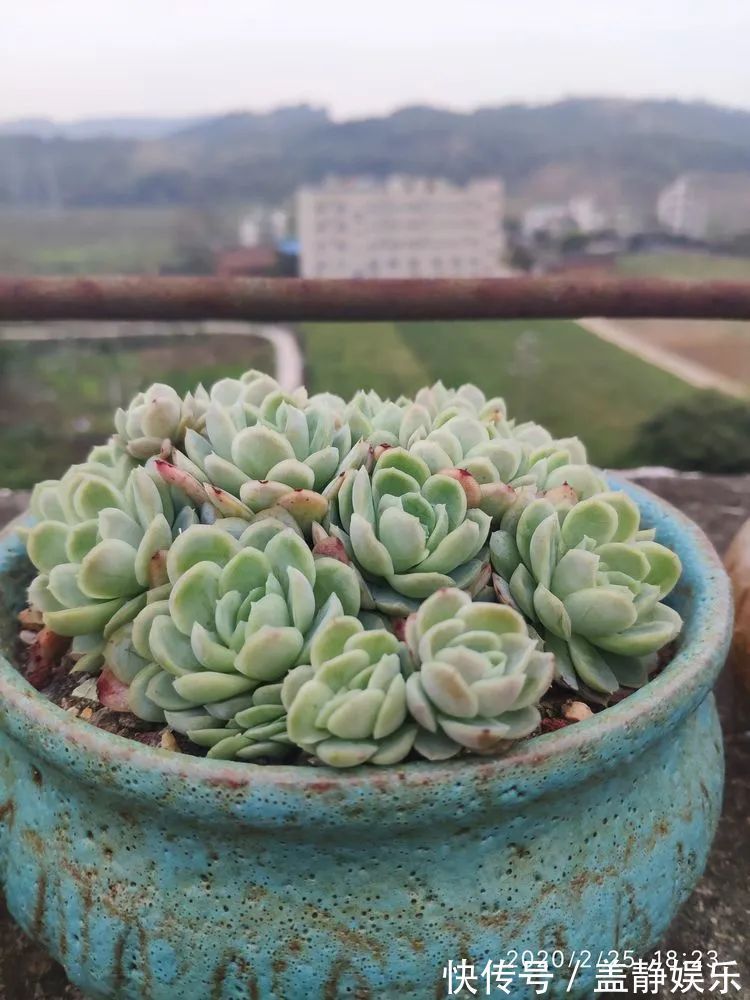 多肉是戒不掉的瘾！多肉小白入坑一年小记！