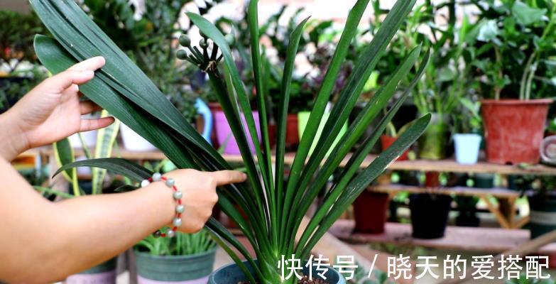秋凉|8月前后,盆栽君子兰切记这些,不然秋凉植株难开花