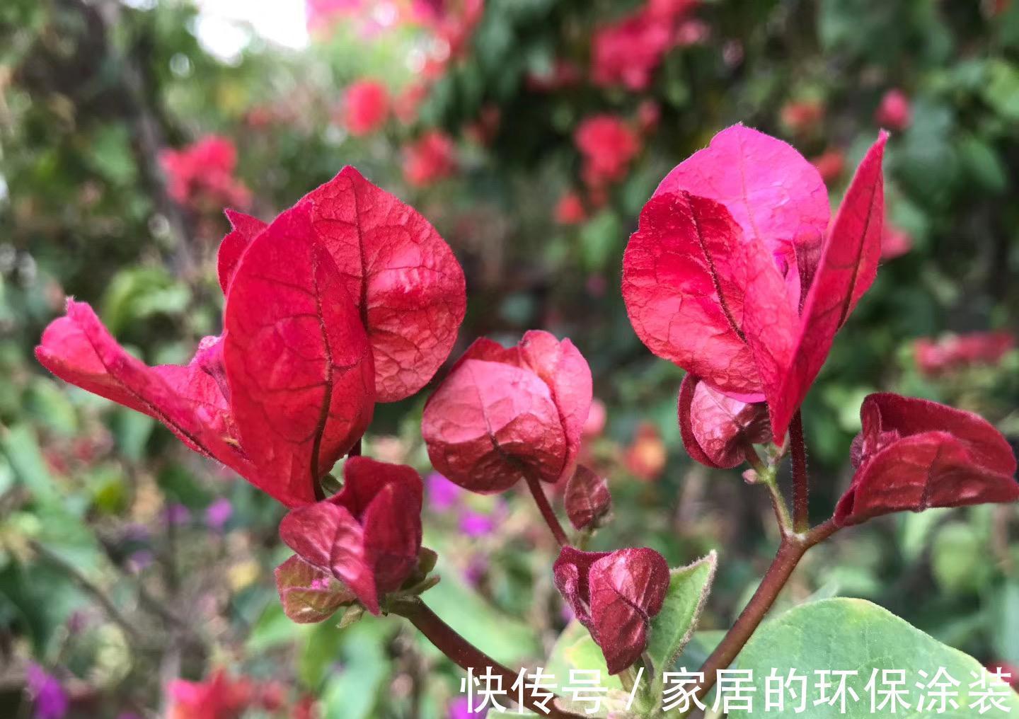 浇水|那些把花养的很好的人,都对花草做了什么