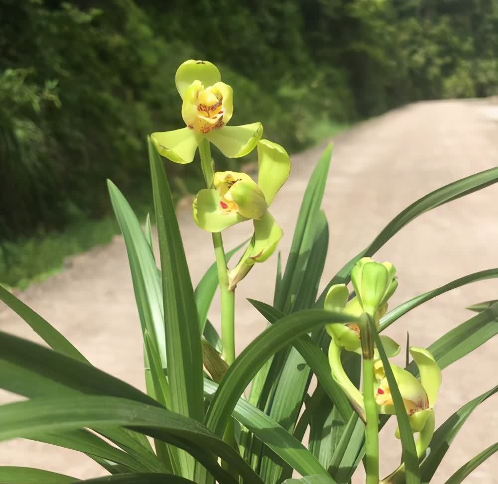 春兰花苞不长个，这是3个原因造成的，处理一下就恢复生长