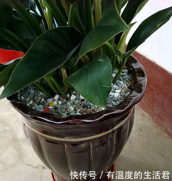 春季给花换盆,5个错误不要犯,不然服盆慢,难养活!