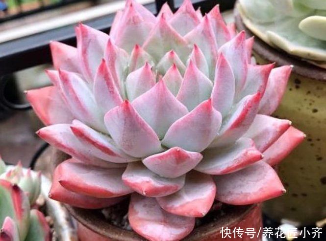 新手养多肉容易“踩雷”，绕过4个“雷区”，才知道多肉并不难养