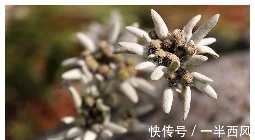 一段感情|下一周，思念不停，旧爱归来，桃花入网，再接再厉，携手永相牵