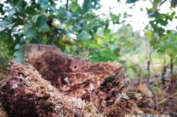  虫子和虫卵|种植兰花的腐殖土有虫子，怎么办1个塑料袋解决问题