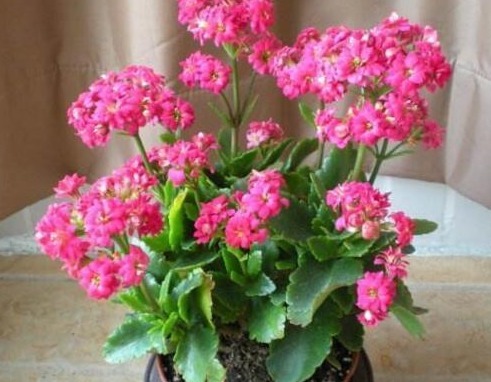 家里养上“3种花”，一年能开180天，再冷也能成“花海”，漂亮！