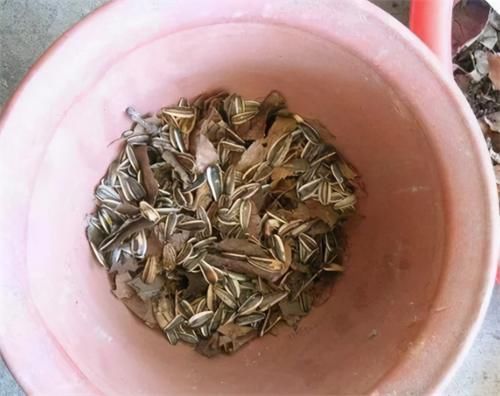 养君子兰,没事喂点“小零食”,叶绿根肥,花又大又艳