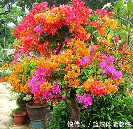 一棵三角梅,想开出五颜六色的花,此“方法”最靠谱,2分钟学会!