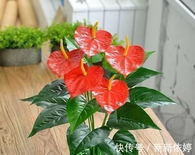 大岩桐|5种“阴暗花”,藏在角落里,年年自行繁殖,也能开成“仙花树”