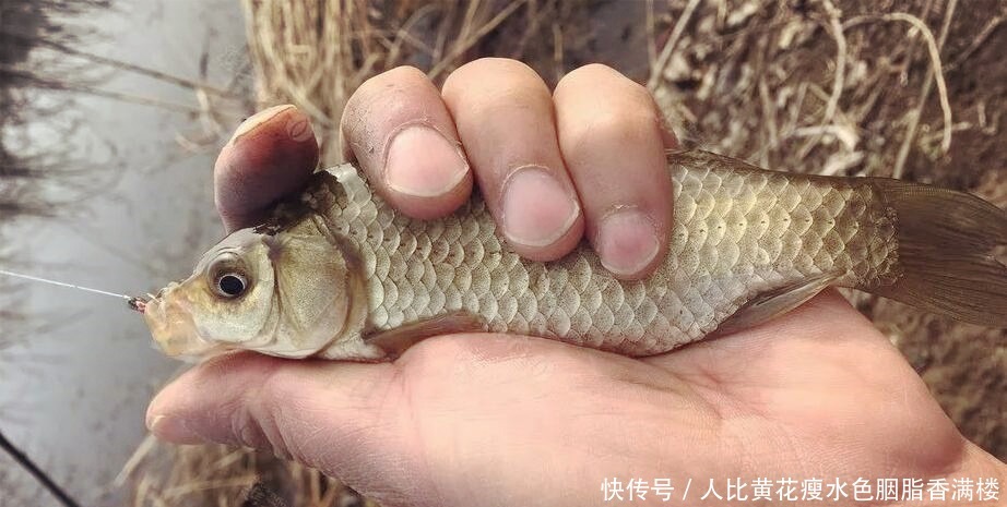 大蒜|用蚯蚓钓鱼落伍了,教你用大蒜钓鱼,鱼获翻倍满载而归