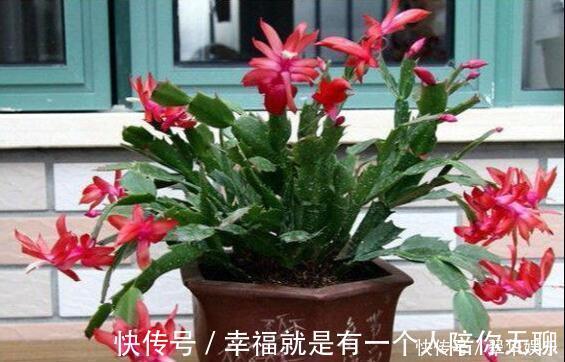 冠幅|养花的秘密小盆养好花，大盆养死花，知道为什么吗