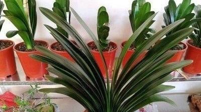 烂根|君子兰夏季浇水，掐准“时间段”，插个大竹签，从来烂根