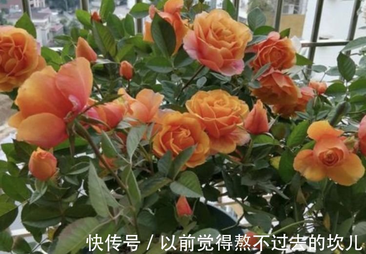 春夏秋冬|3种花是花中劳模，一年四季开花不断，养护简单，开花多！