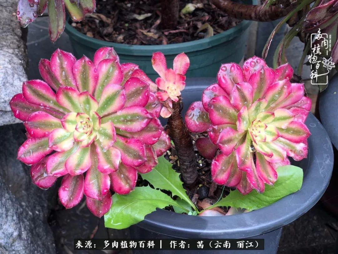 一年四季不同景，一院多肉陪我后半生！