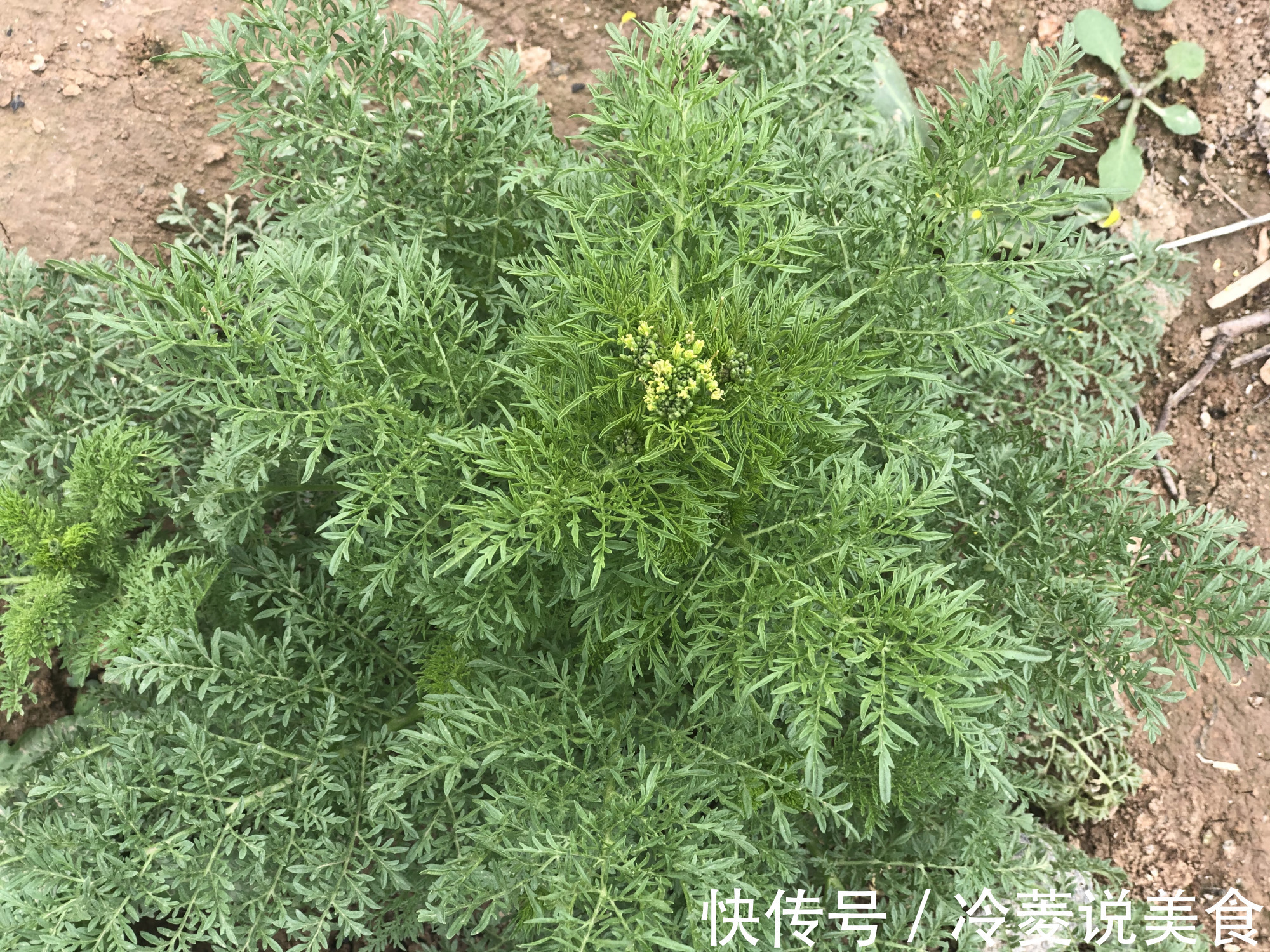 刺儿菜|这8种野菜很常见，但很多人不知道能吃，你认识几种