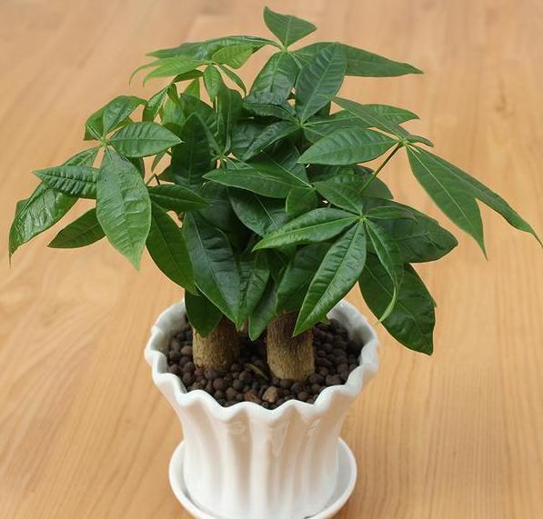 养殖花卉关键得选对花盆错了，会给植物带来3点''致命伤''