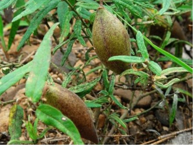 地捎瓜|农村一种野瓜,俗称“羊不奶”,是通乳和治腰酸背痛的一把好手