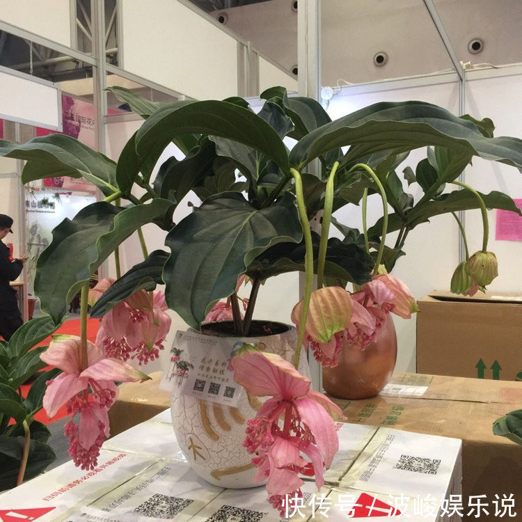 叶子|国外超流行的盆栽花卉,叶子硕大翠绿,花型美丽,花期达九个月