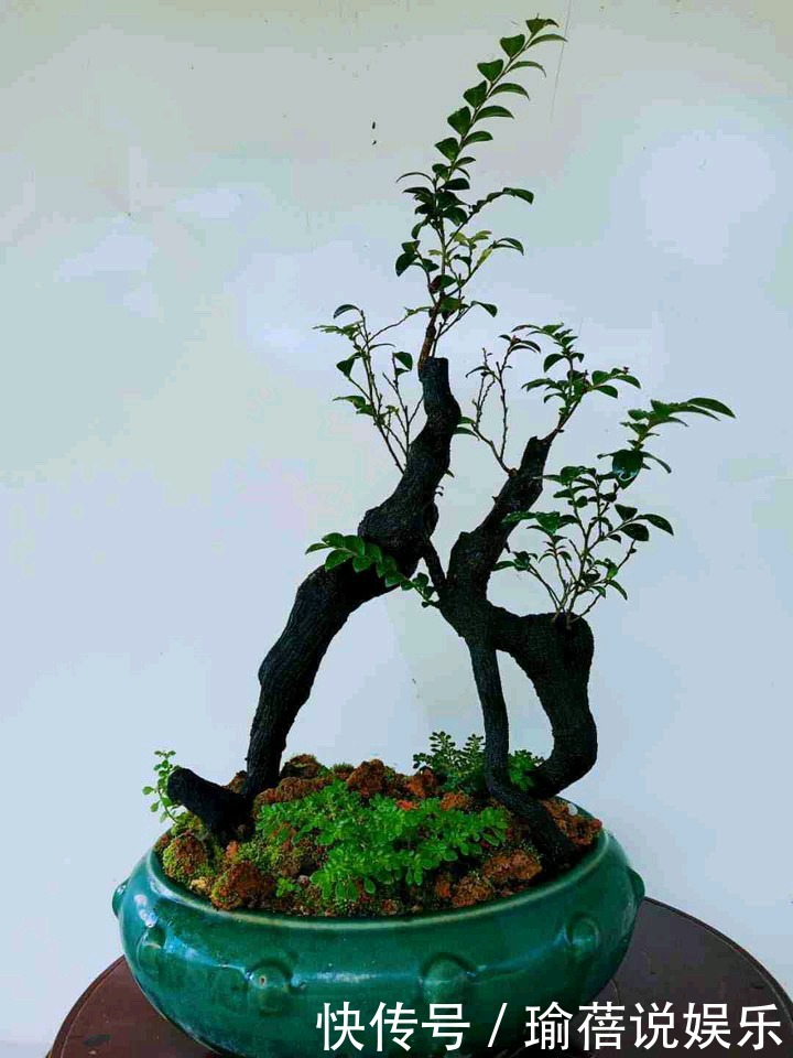 养护黑骨茶盆景,注意5个事项,不黄叶卷叶,枝繁叶茂好造型