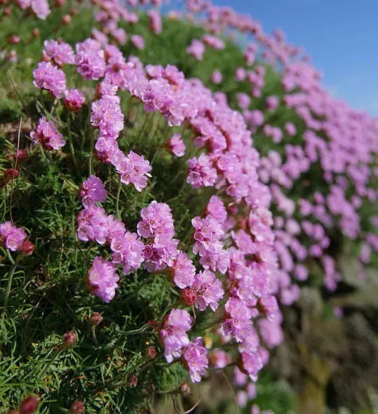 海 石 竹 花