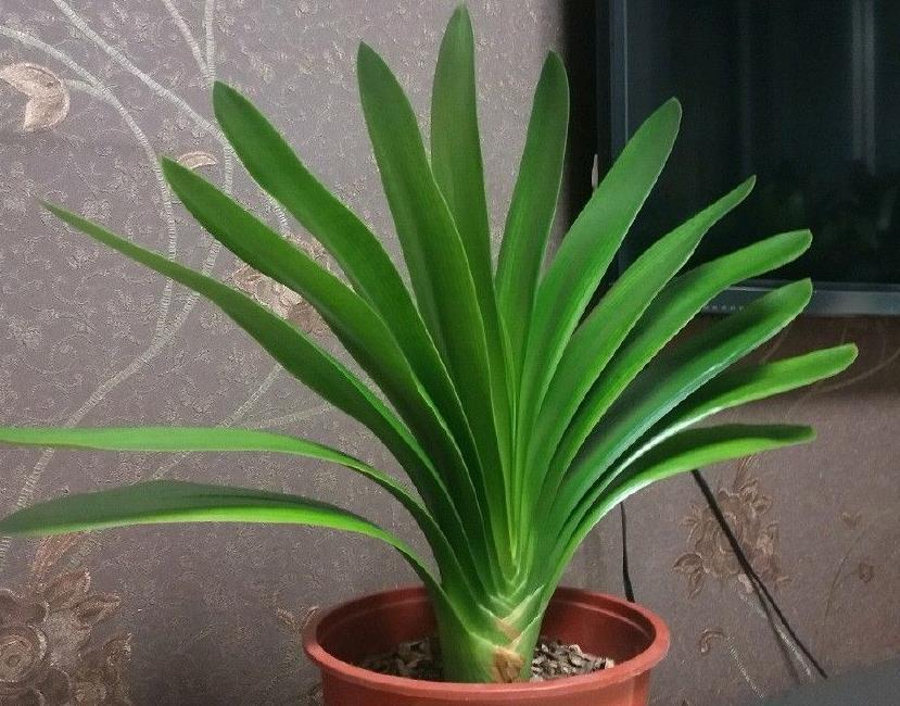 网格|君子兰夏季休眠,1个月灌一瓶它,不施肥,网格叶就越来越油绿