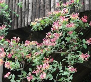 不抽烟不喝酒，也要种此花，比牡丹还美，花开220天不落，易成活