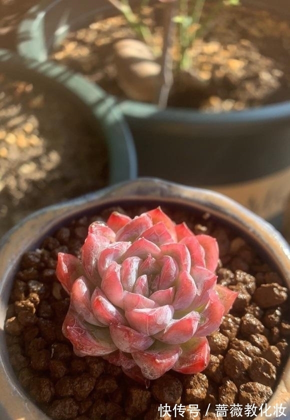 养多肉,配土很重要?只要会养,配土只是一种方式,无关紧要