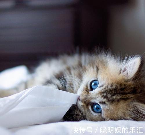 |幽默笑话：下午肚子有点饿，骑上我的小电驴买了两份面皮