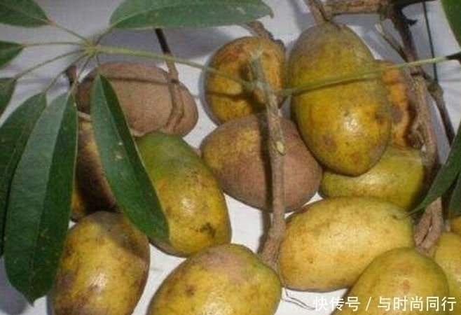 向阳面|20年前这种野果满山都是,泡水喝功效十足,如今40元都难买到