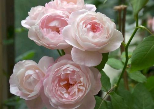 最美的几款花,好看好养颜值高,娇艳妖烧,花型圆滚奇特惹人爱