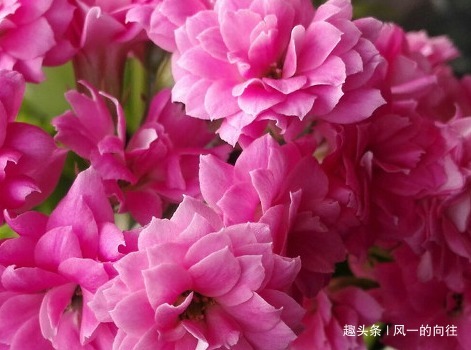 酸二氢钾|家养长寿花总是不开花学会这三个小技巧,轻松花开爆满盆