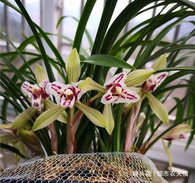 家庭养殖盆栽兰花的好方法,既保水保湿,又美观漂亮!